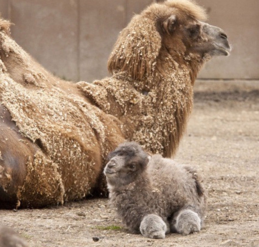20 imita animales bebés que calentarán tu alma en este día frío 20 imita animales bebés que calentarán tu alma en este día frío