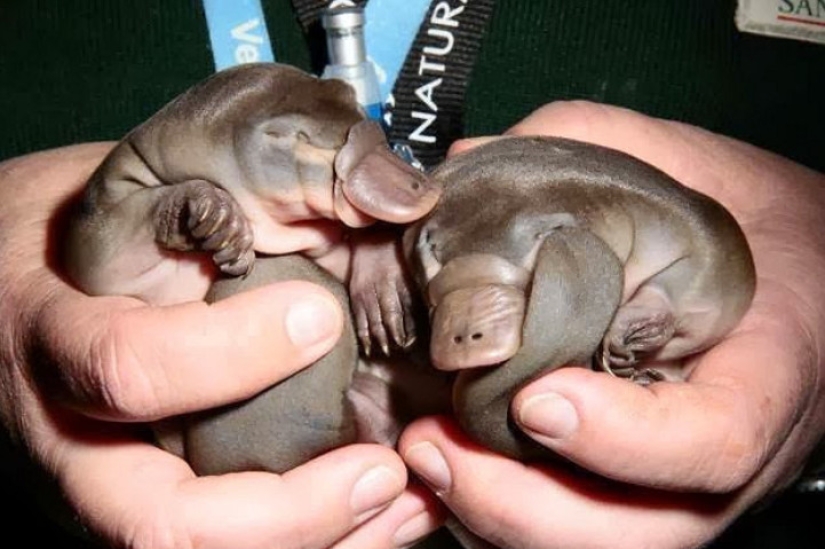 20 imita animales bebés que calentarán tu alma en este día frío 20 imita animales bebés que calentarán tu alma en este día frío