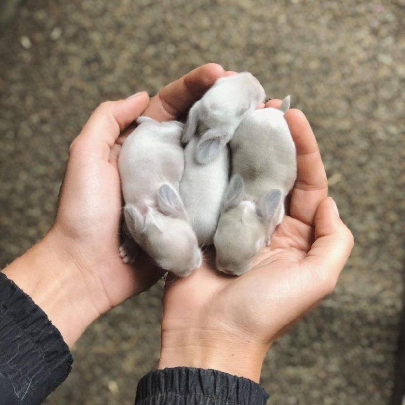 20 imita animales bebés que calentarán tu alma en este día frío 20 imita animales bebés que calentarán tu alma en este día frío