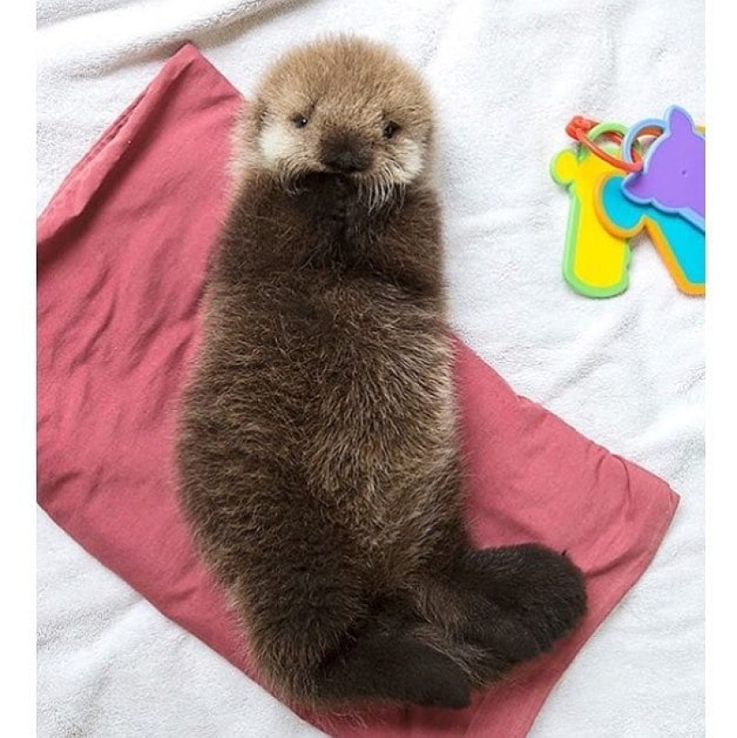 20 imita animales bebés que calentarán tu alma en este día frío 20 imita animales bebés que calentarán tu alma en este día frío