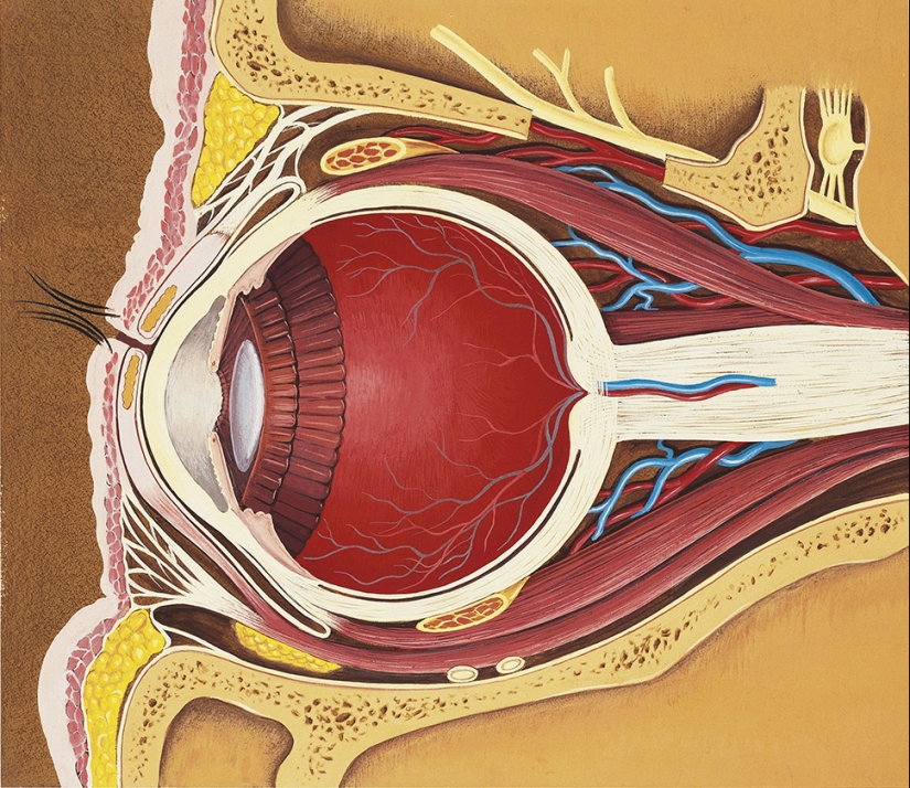 20 interesting facts about the body that will make you look at people in a new way