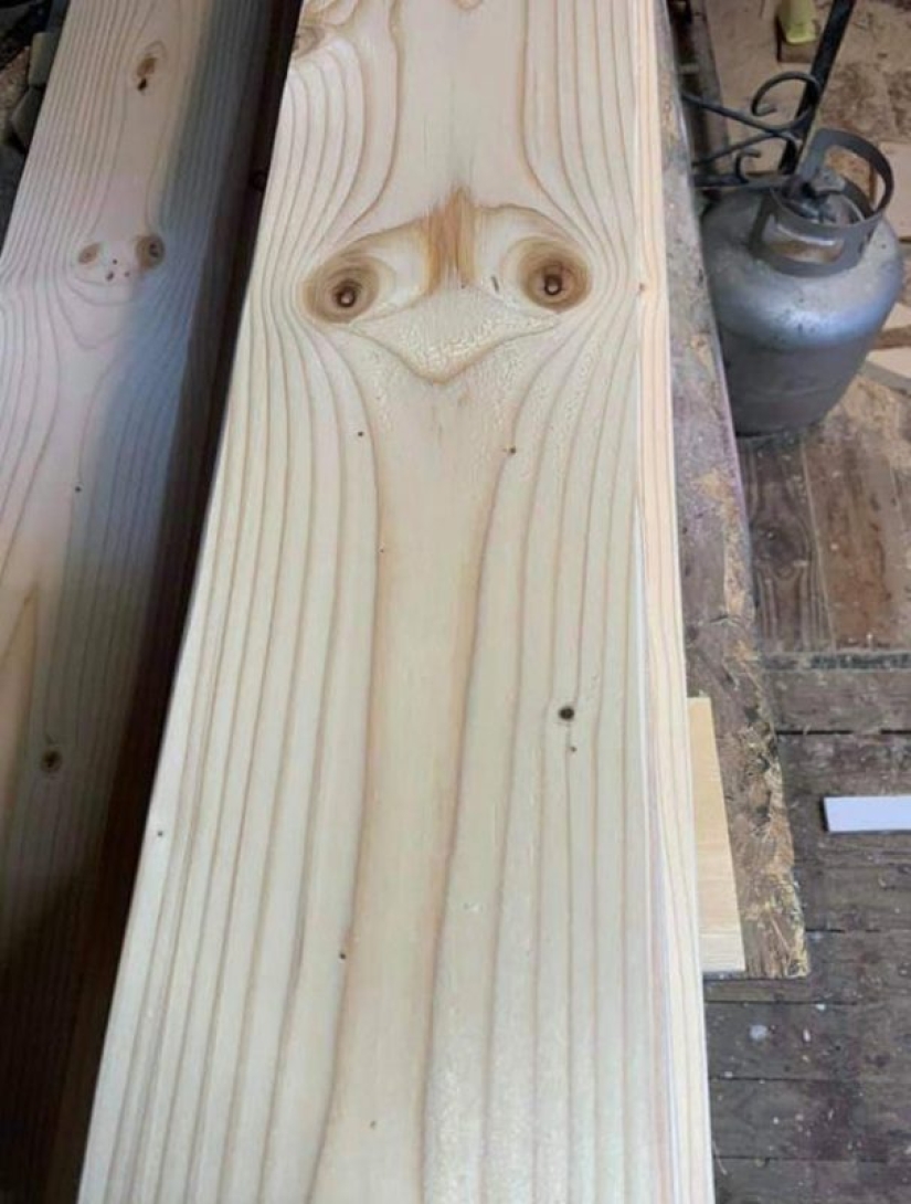 20 items that pretend to be other items 20 items that pretend to be other items