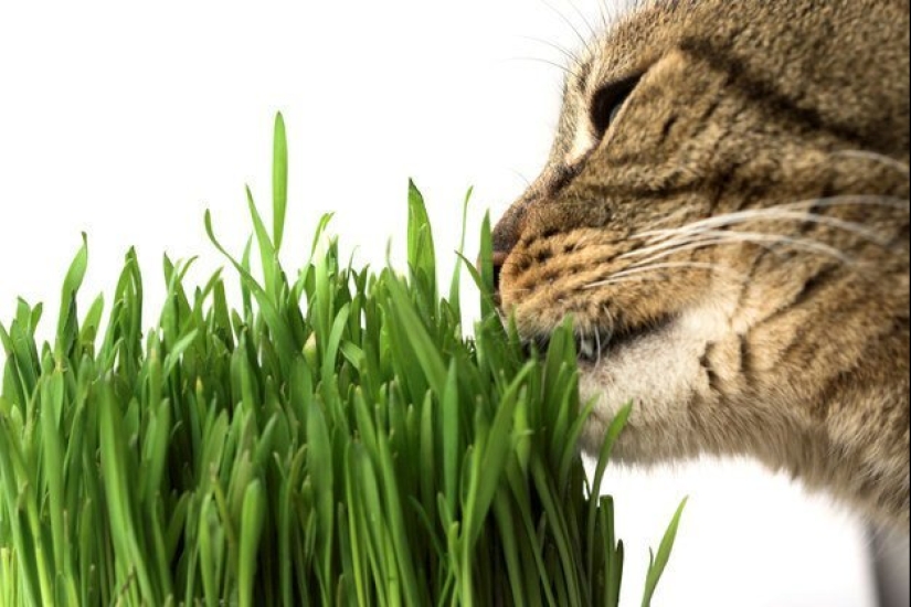20 life hacks for happy cat owners 20 life hacks for happy cat owners