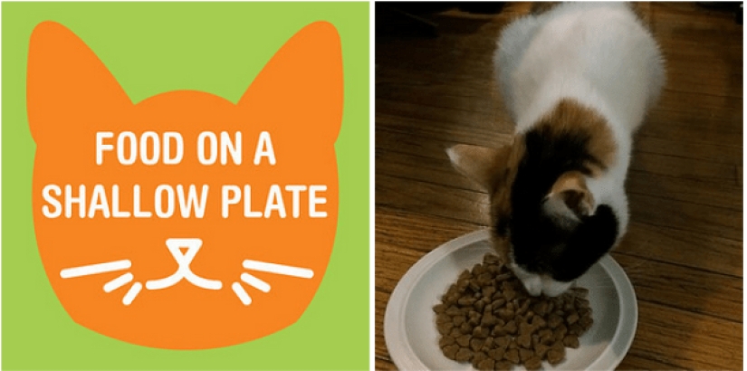20 life hacks for happy cat owners 20 life hacks for happy cat owners