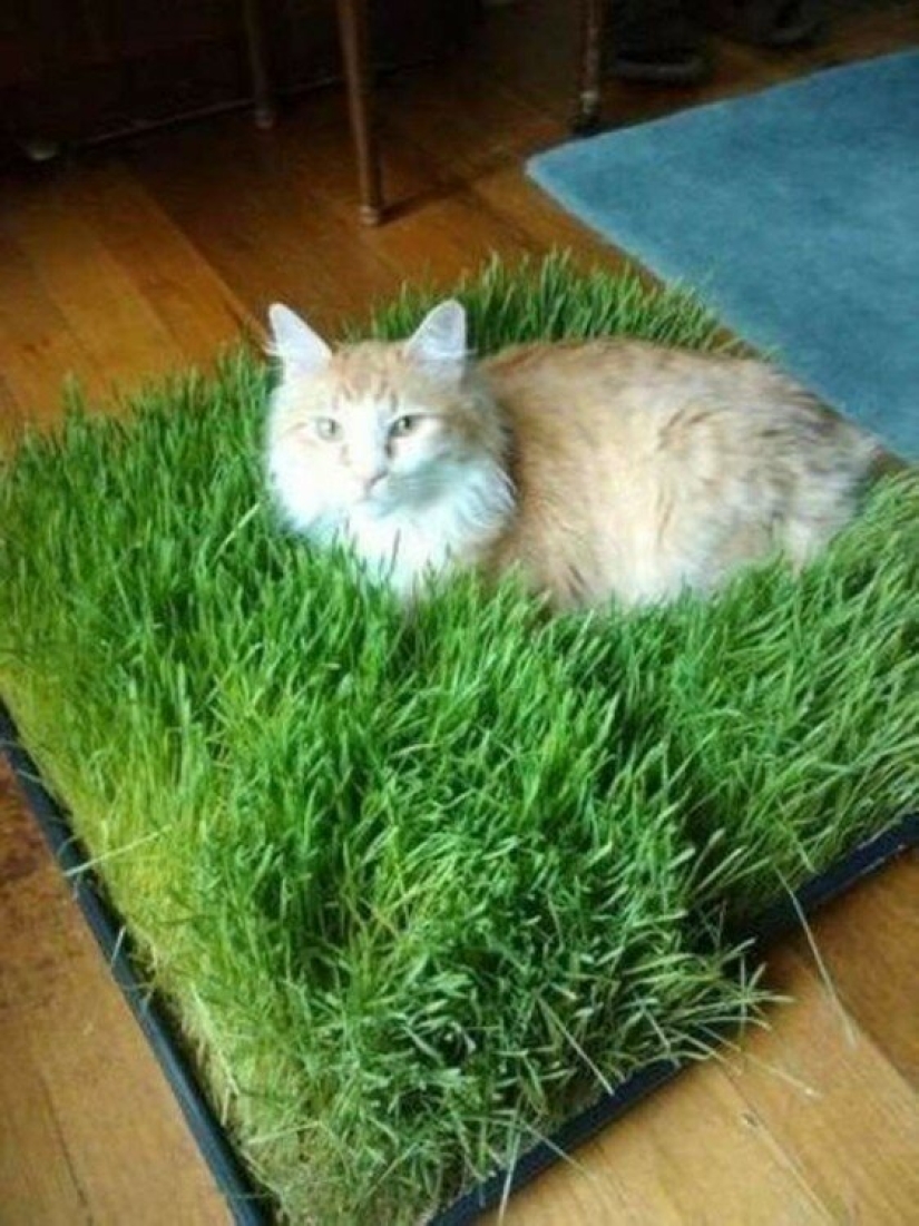 20 life hacks for happy cat owners 20 life hacks for happy cat owners