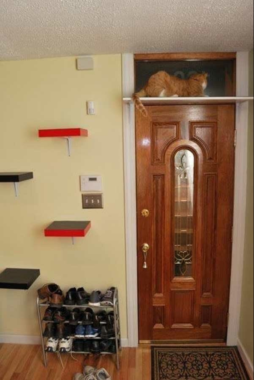 20 life hacks for happy cat owners 20 life hacks for happy cat owners