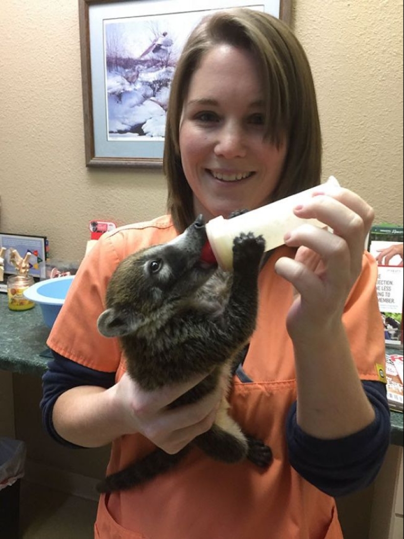 20 lindas pruebas de que un veterinario es una profesión de vuelo