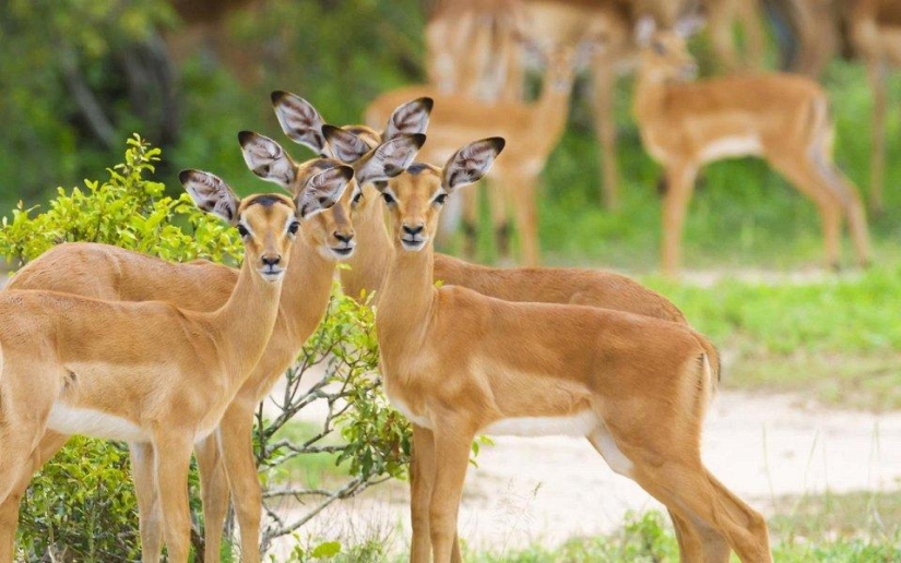 20 lugares donde se encuentran animales raros
