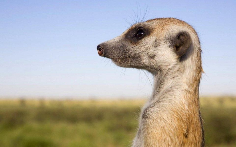 20 lugares donde se encuentran animales raros