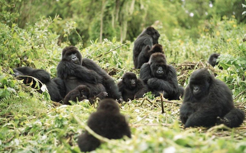 20 lugares donde se encuentran animales raros