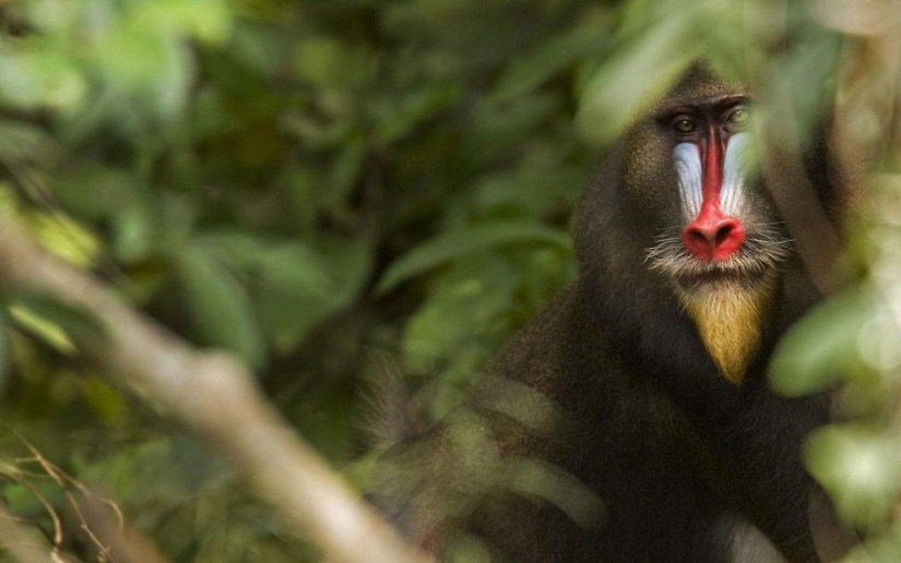 20 lugares donde se encuentran animales raros