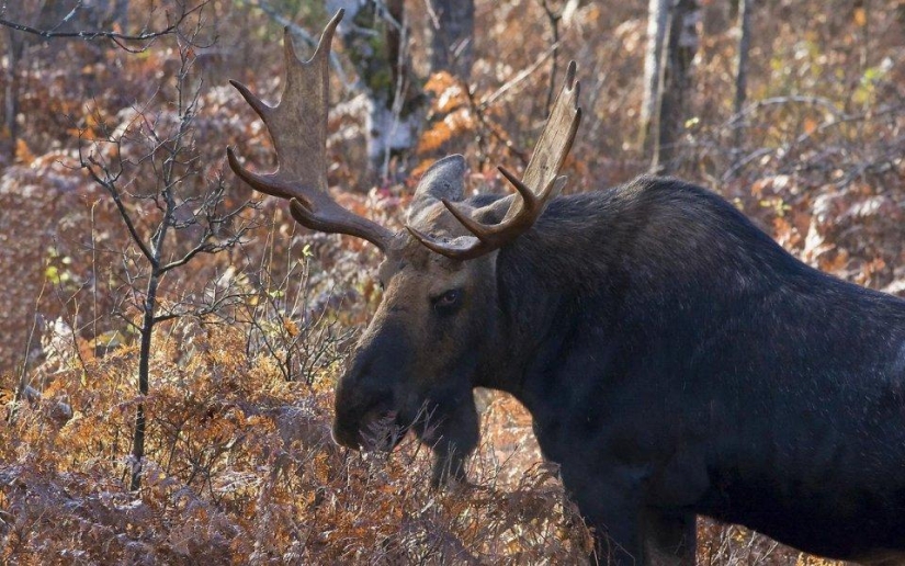 20 lugares donde se encuentran animales raros