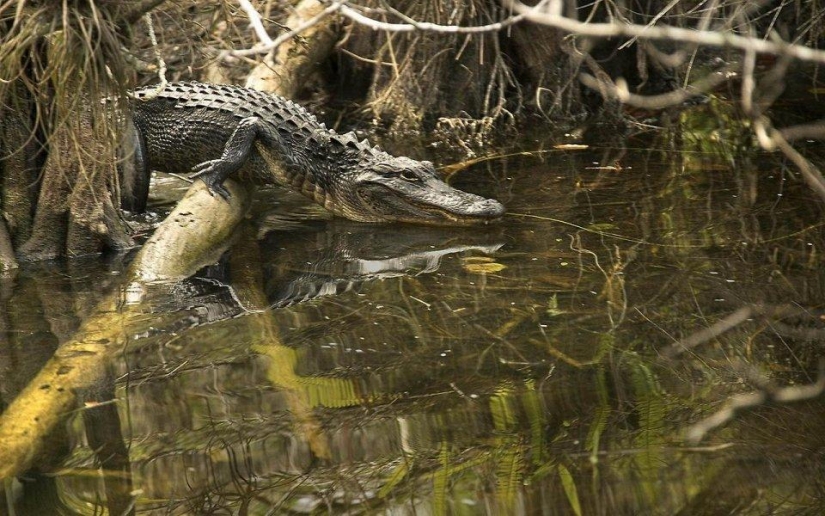 20 lugares donde se encuentran animales raros