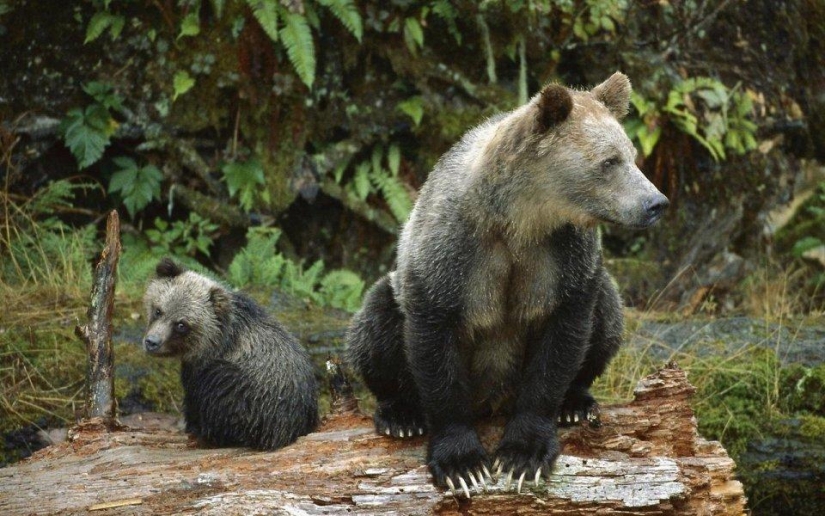 20 lugares donde se encuentran animales raros