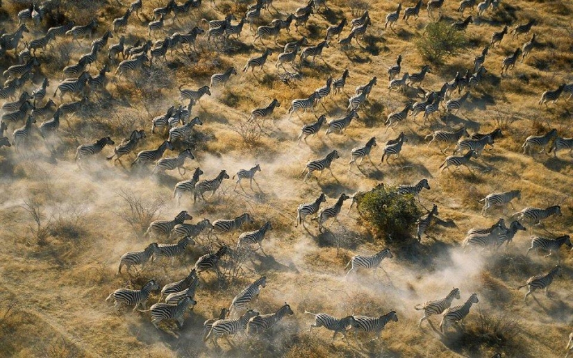 20 lugares donde se encuentran animales raros
