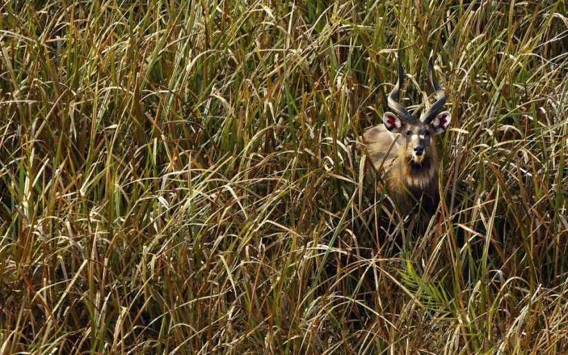 20 lugares donde se encuentran animales raros