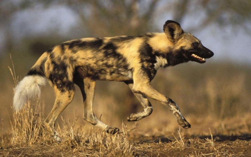 20 lugares donde se encuentran animales raros