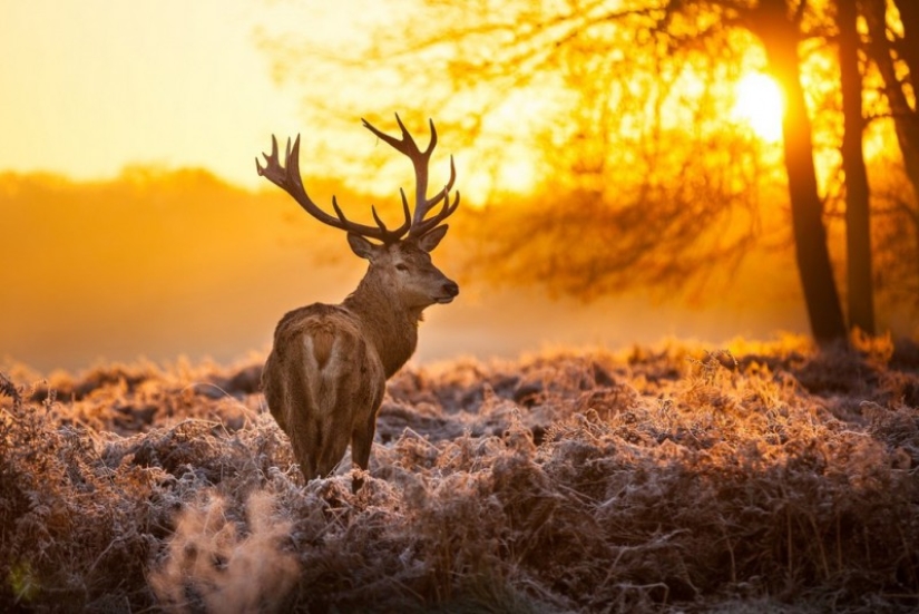 20 mejores fotos tomadas al amanecer