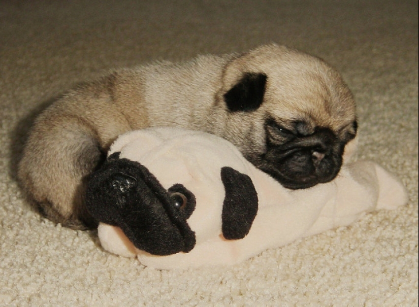 20 mimic baby animals that will warm your soul on this cold day 20 mimic baby animals that will warm your soul on this cold day