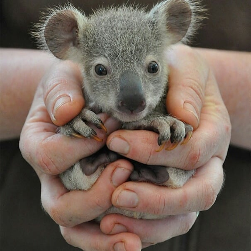 20 mimic baby animals that will warm your soul on this cold day 20 mimic baby animals that will warm your soul on this cold day