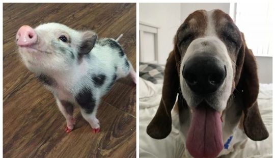 20 Mimino fotos, después de ver que el alma se vuelve más cálido