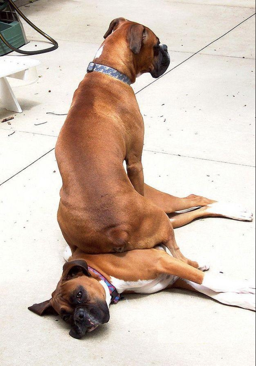 20 most touching and sincere photos about true friendship