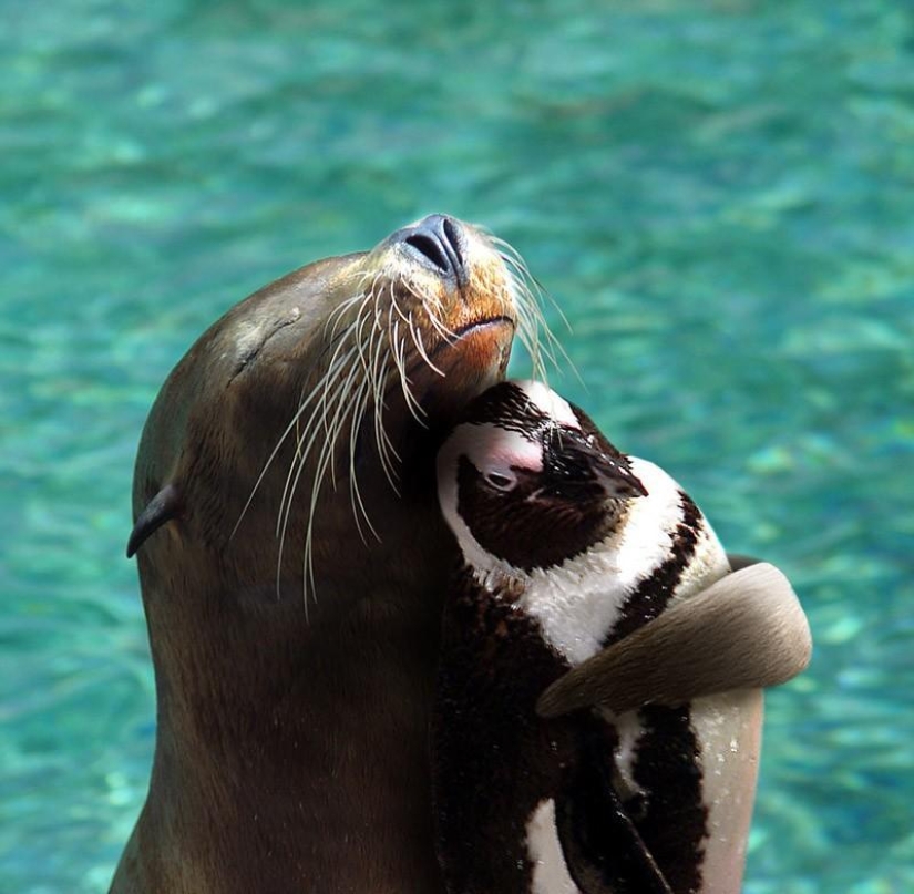 20 most touching and sincere photos about true friendship