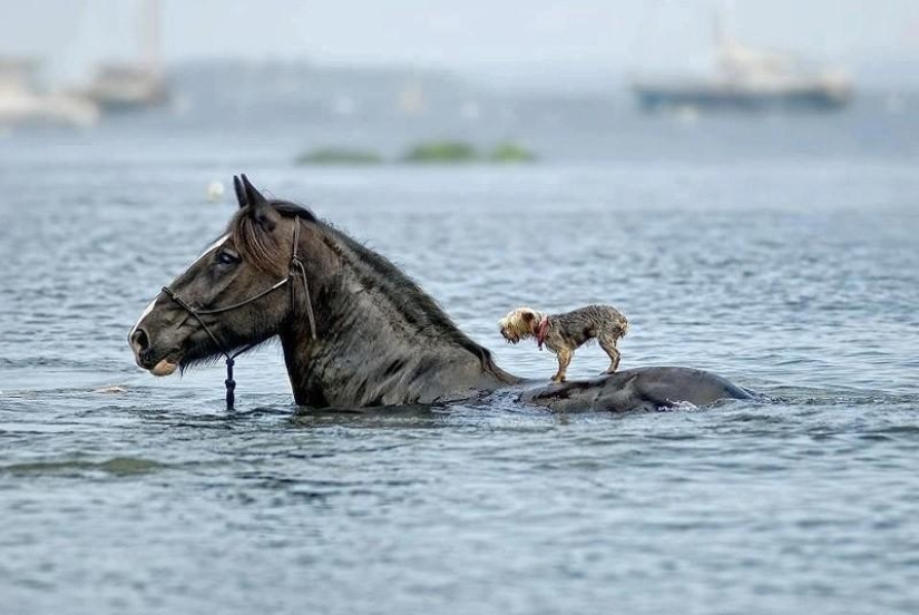 20 most touching and sincere photos about true friendship