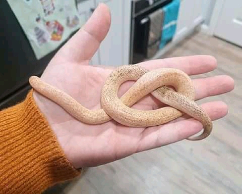 20 no comestibles de los elementos, que por alguna razón quiero comer