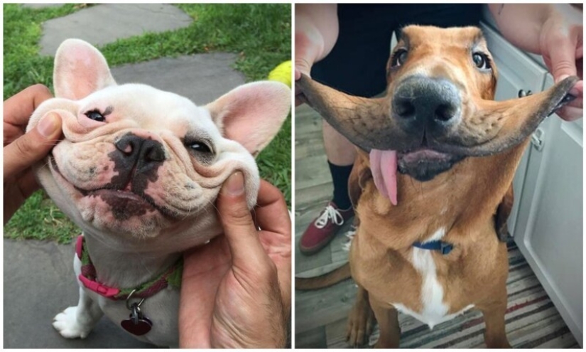 20+ of dogs with the cutest cheeks that are impossible not to cuddle