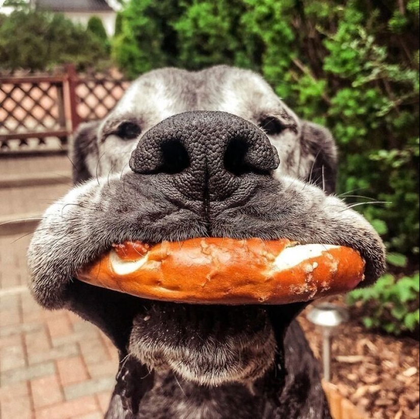 20+ of dogs with the cutest cheeks that are impossible not to cuddle