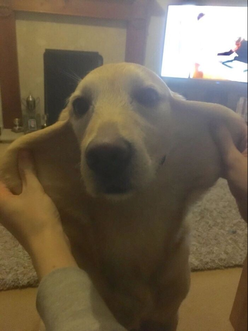 20+ of dogs with the cutest cheeks that are impossible not to cuddle
