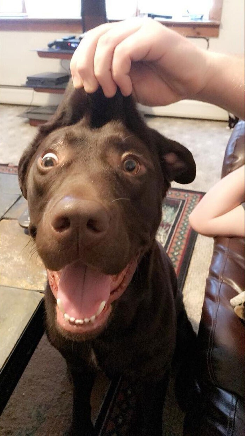 20+ of dogs with the cutest cheeks that are impossible not to cuddle