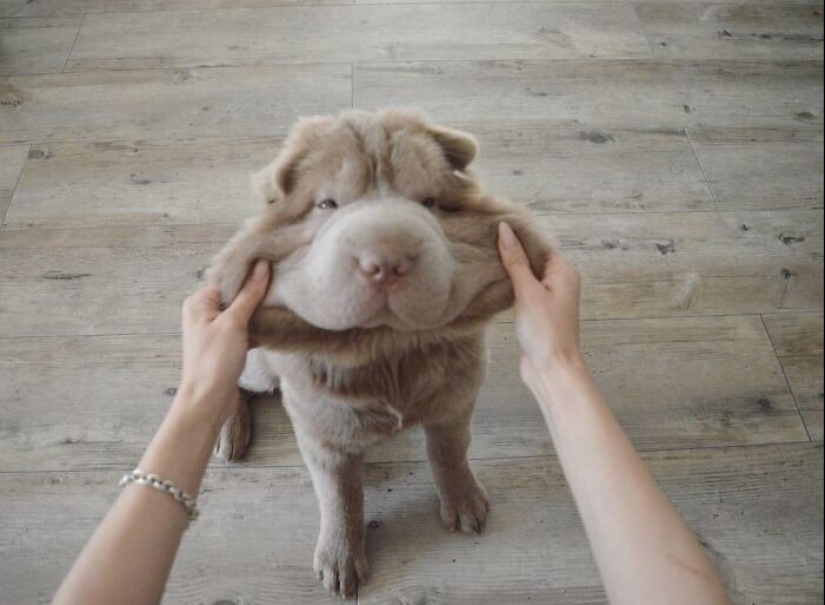 20+ of dogs with the cutest cheeks that are impossible not to cuddle