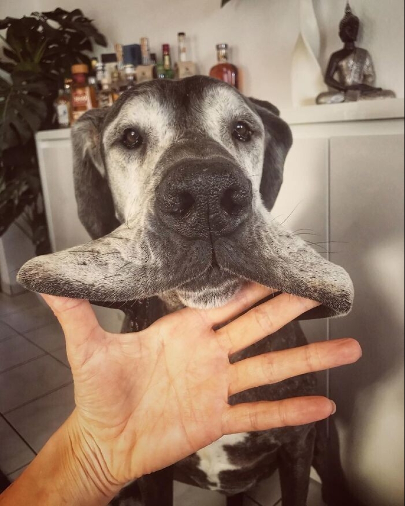 20+ of dogs with the cutest cheeks that are impossible not to cuddle