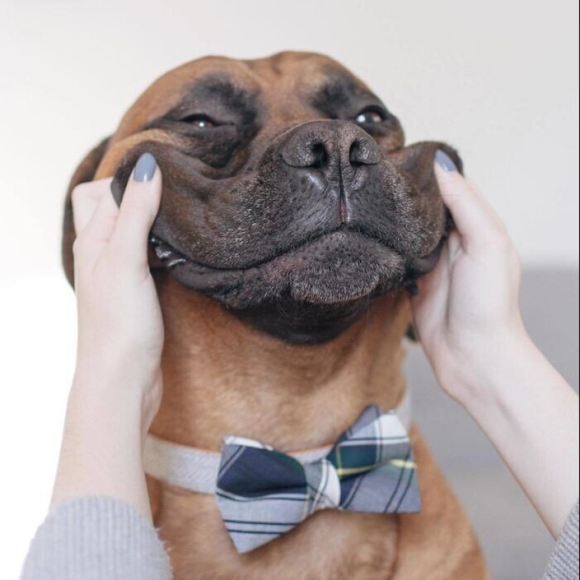 20+ of dogs with the cutest cheeks that are impossible not to cuddle