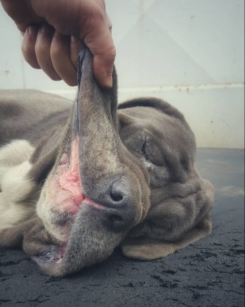 20+ of dogs with the cutest cheeks that are impossible not to cuddle