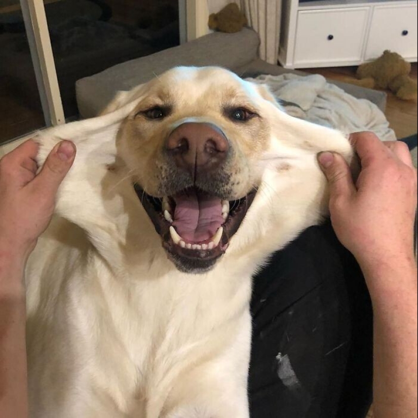 20+ of dogs with the cutest cheeks that are impossible not to cuddle