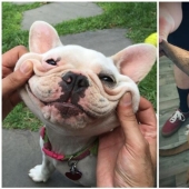 20+ of dogs with the cutest cheeks that are impossible not to cuddle 20+ of dogs with the cutest cheeks that are impossible not to cuddle