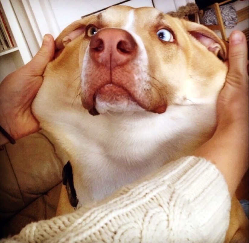 20+ of dogs with the cutest cheeks that are impossible not to cuddle