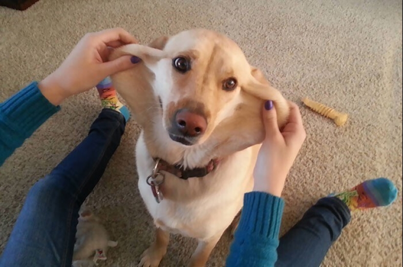 20+ of dogs with the cutest cheeks that are impossible not to cuddle