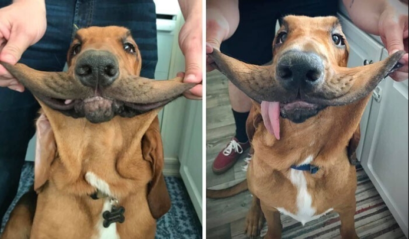 20+ of dogs with the cutest cheeks that are impossible not to cuddle