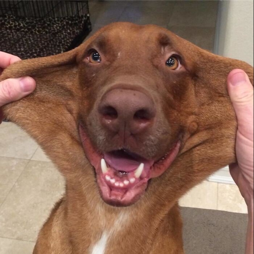 20+ of dogs with the cutest cheeks that are impossible not to cuddle