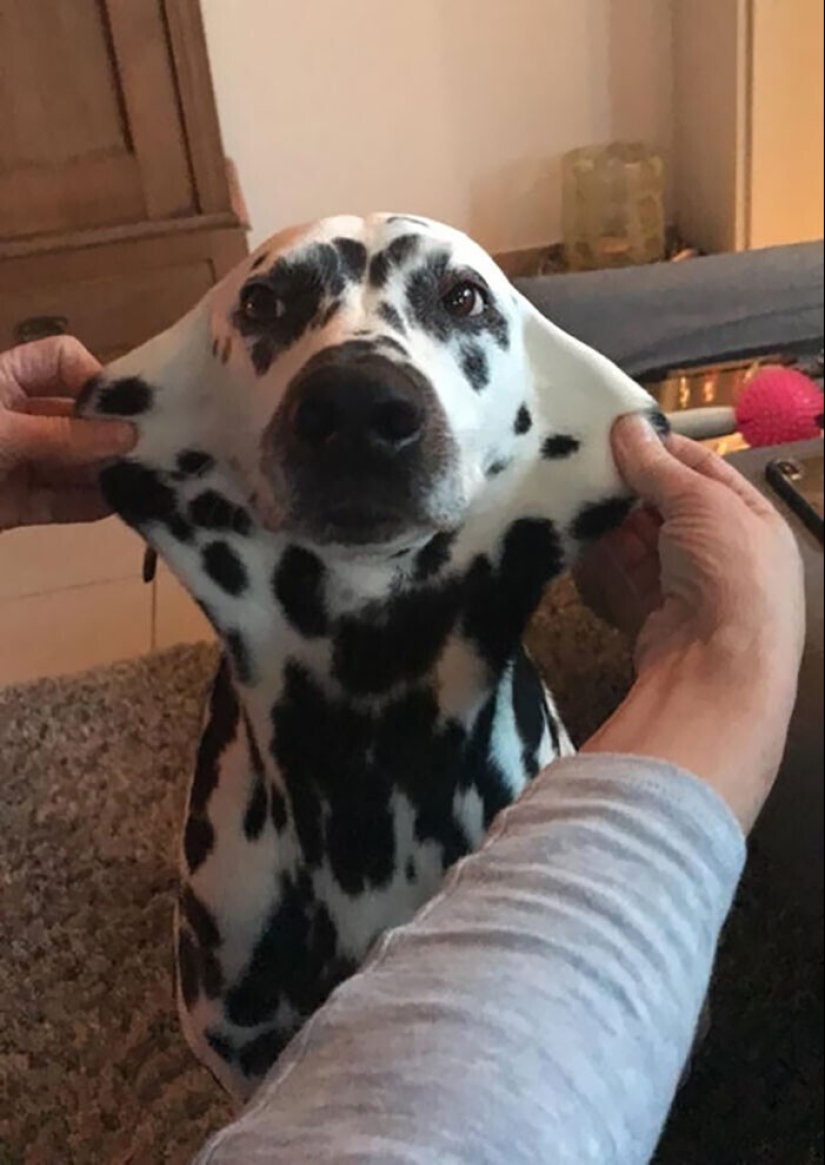 20+ of dogs with the cutest cheeks that are impossible not to cuddle