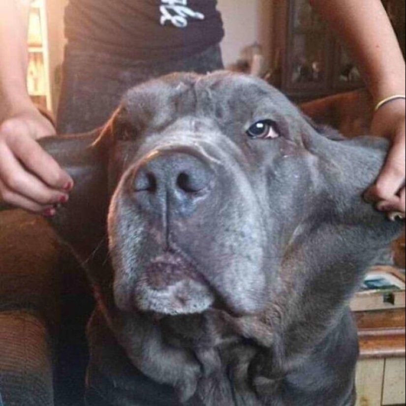 20+ of dogs with the cutest cheeks that are impossible not to cuddle