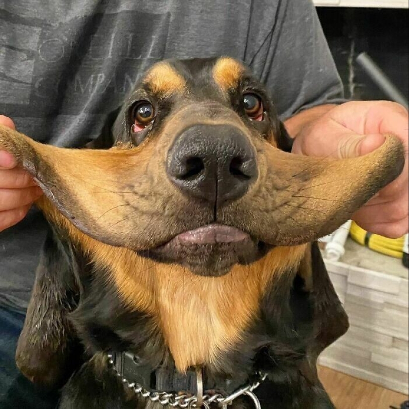 20+ of dogs with the cutest cheeks that are impossible not to cuddle