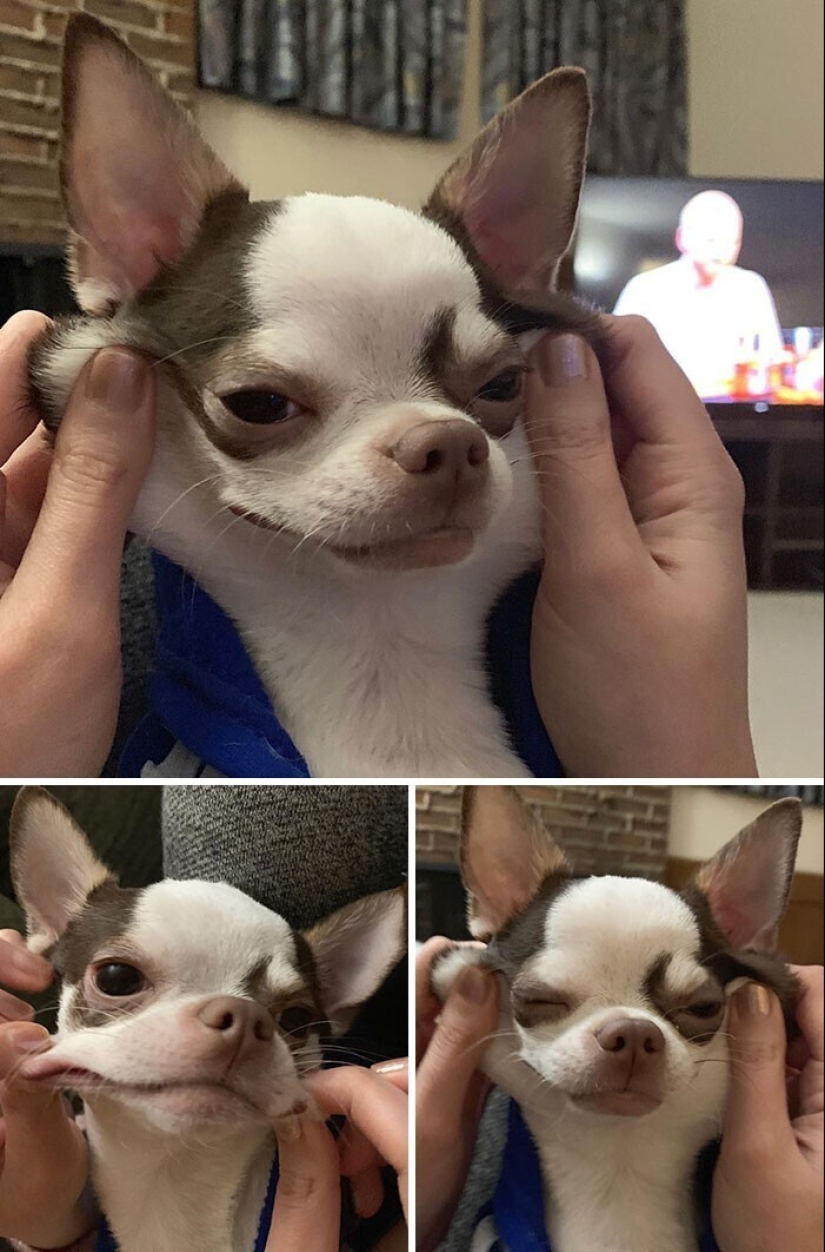 20+ of dogs with the cutest cheeks that are impossible not to cuddle