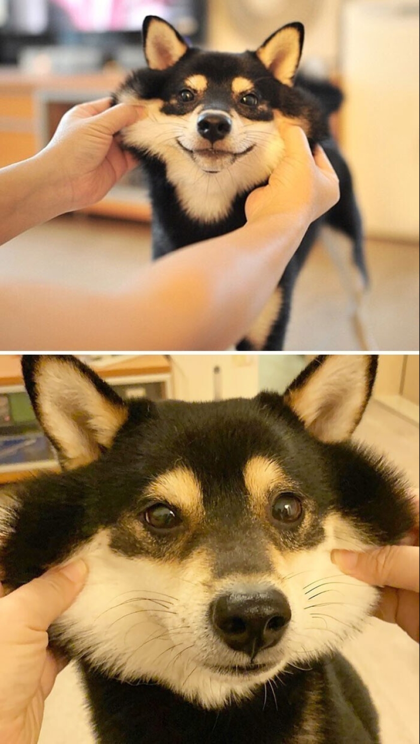 20+ of dogs with the cutest cheeks that are impossible not to cuddle