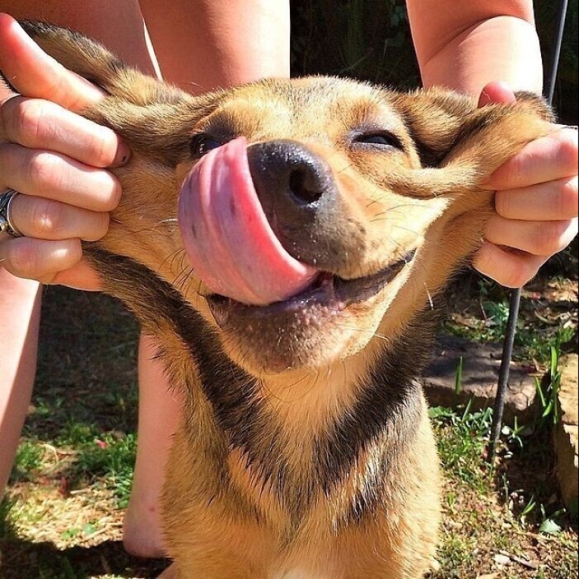 20+ of dogs with the cutest cheeks that are impossible not to cuddle