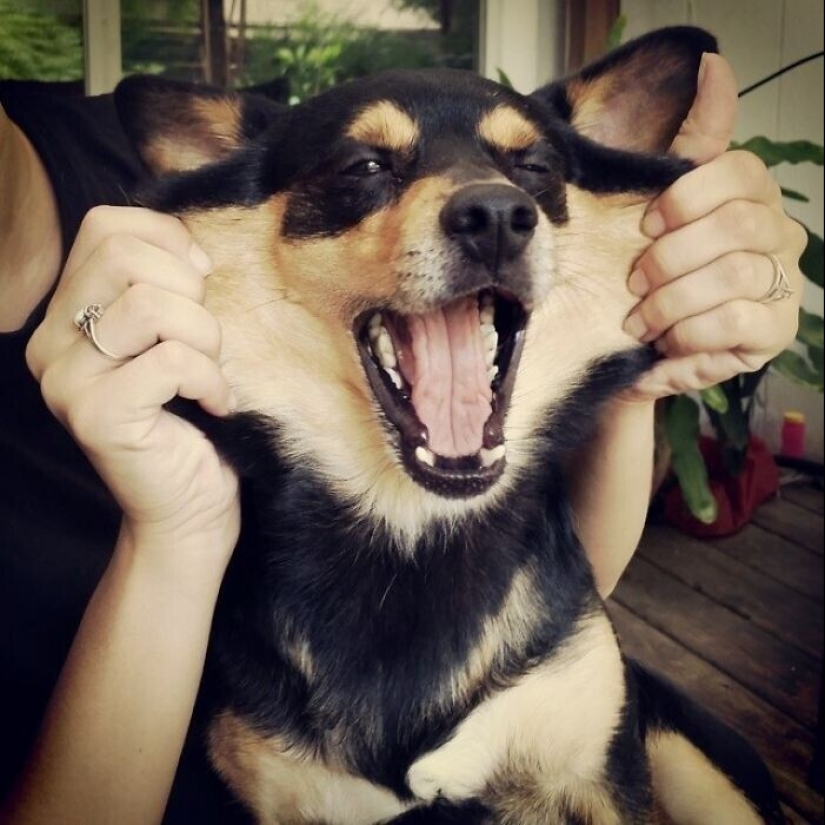 20+ of dogs with the cutest cheeks that are impossible not to cuddle